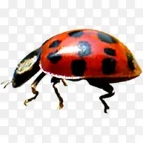 红色清新春季昆虫-空若网 红色清新春季昆虫-空若网