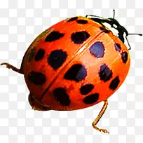 ºìÉ«¸ßÇå´º¼¾À¥³æ-¿ÕÈôÍø ºìÉ«¸ßÇå´º¼¾À¥³æ-¿ÕÈôÍø