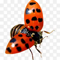 ��ɫ�ߵ㴺������-������