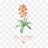 水彩花卉 花朵-空若网 水彩花卉 花朵-空若网