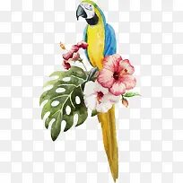 水彩鹦鹉鲜花插画-空若网 水彩鹦鹉鲜花插画-空若网