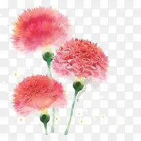 红色康乃馨花朵水彩-空若网 红色康乃馨花朵水彩-空若网