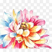 ˮ���߲ʻ���ֲ��-������