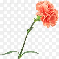橙色水彩花朵康乃馨-空若网 橙色水彩花朵康乃馨-空若网