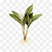 水彩画花朵-空若网 水彩画花朵-空若网