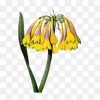 水彩花朵-空若网 水彩花朵-空若网