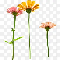 ��ɫˮ�ʻ�������-������