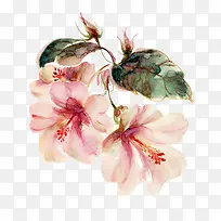 ����ˮ�ʻ�����Ҷ-������