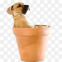 手绘动物图标 狗-空若网 手绘动物图标 狗-空若网