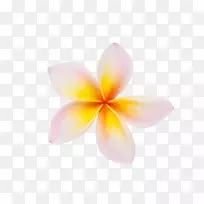 花瓣粉红电脑墙纸-粉红电脑墙纸-空若网 花瓣粉红电脑墙纸-粉红电脑墙纸-空若网