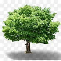 树-空若网 树-空若网