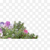 花草背景-空若网 花草背景-空若网