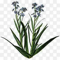 薰衣草-空若网 薰衣草-空若网