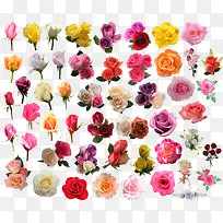 矢量花草素材花卉图案素材-空若网 矢量花草素材花卉图案素材-空若网