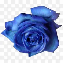 花卉ps素材水彩花草-空若网 花卉ps素材水彩花草-空若网