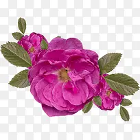 ֲ�ﻨ���زĻ���ps�ز�-������