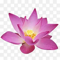 花卉矢量素材-空若网 花卉矢量素材-空若网