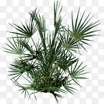 植物花卉素材庆典花草-空若网 植物花卉素材庆典花草-空若网