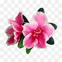 花草矢量素材矢量花草素材-空若网 花草矢量素材矢量花草素材-空若网