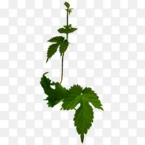 水彩花卉花草图案素材-空若网 水彩花卉花草图案素材-空若网