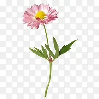 ps花草素材花卉图案素材-空若网 ps花草素材花卉图案素材-空若网