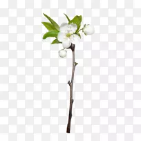 �¸���˹�廨����-ʯ��-������