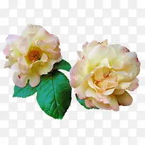 花草线描花草插画-空若网 花草线描花草插画-空若网