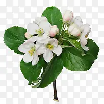 植物花草素材花草ps素材-空若网 植物花草素材花草ps素材-空若网