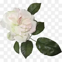 花草图案手绘装饰素材-空若网 花草图案手绘装饰素材-空若网