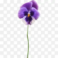 »¨»Üͼ°¸Ëزύ²Ýͼ°¸ËزÄ-¿ÕÈôÍø »¨»Üͼ°¸Ëزύ²Ýͼ°¸ËزÄ-¿ÕÈôÍø