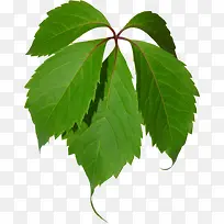 装饰图案花卉ps素材-空若网 装饰图案花卉ps素材-空若网