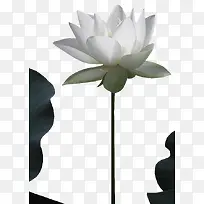 手绘花卉素材装饰图片素材-空若网 手绘花卉素材装饰图片素材-空若网