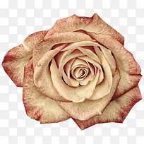 装饰卡通花草矢量素材-空若网 装饰卡通花草矢量素材-空若网