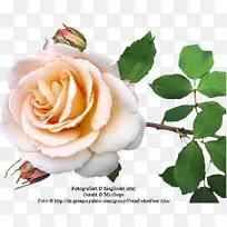 ����ʸ��ͼ�زĻ���ͼ��-������