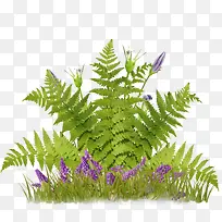 绿草-空若网 绿草-空若网