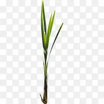 绿草-空若网 绿草-空若网