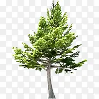 树 树木 木 植物-空若网 树 树木 木 植物-空若网