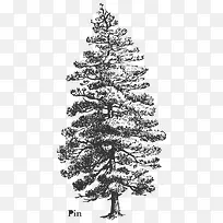 树 树木-空若网 树 树木-空若网