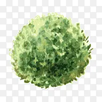 树 树木-空若网 树 树木-空若网