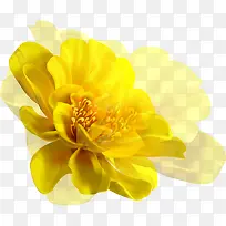 手绘黄花背景图-空若网 手绘黄花背景图-空若网