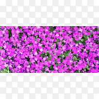 花朵摄影背景-空若网 花朵摄影背景-空若网