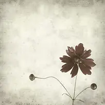 怀旧鲜花背景边框-空若网 怀旧鲜花背景边框-空若网