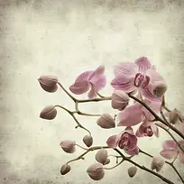 怀旧鲜花背景-空若网 怀旧鲜花背景-空若网