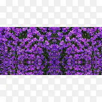 ��Ӱ����-������