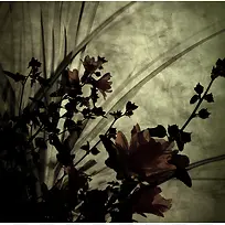 »³¾É»¨¶ä±³¾°-¿ÕÈôÍø »³¾É»¨¶ä±³¾°-¿ÕÈôÍø