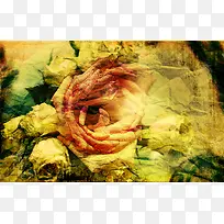 ���Ż��䱳��-������