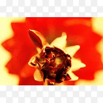 花朵背景-空若网 花朵背景-空若网