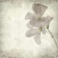 怀旧鲜花背景-空若网 怀旧鲜花背景-空若网