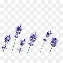 薰衣草花朵-空若网 薰衣草花朵-空若网