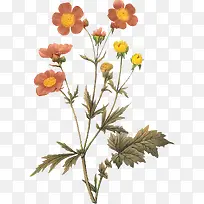 粉色的可爱小花朵-空若网 粉色的可爱小花朵-空若网